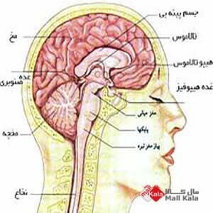 غده هیپوفیز