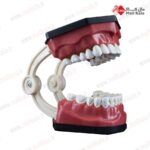 مولاژ دندان انسان