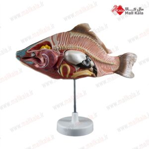 مدل آموزشی ماهی